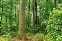 Ein Bild aus dem Bestand im Naturwald Irtenberger Wald mit vielen dicken und dünnen Laubbäumen. Es ist von oben bis unten grün.